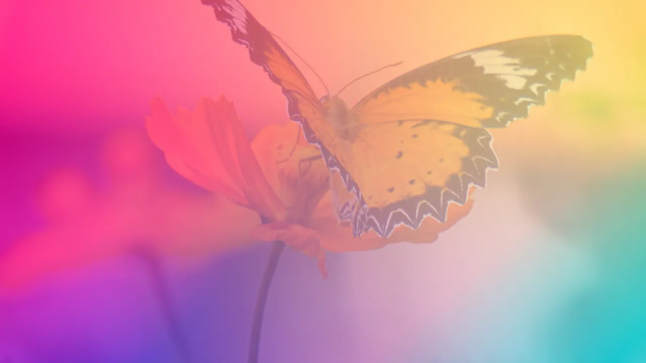 A single butterfly resting on a hand, wings open