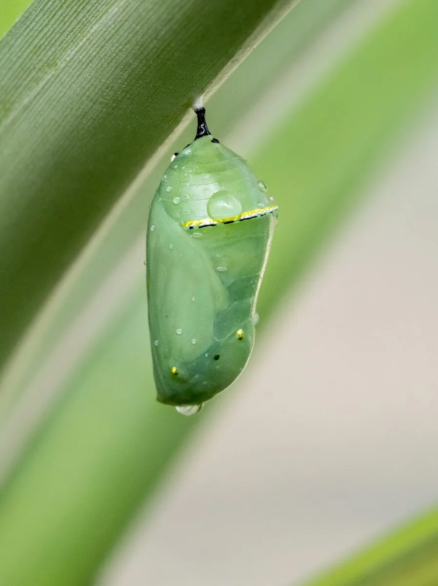 A cocoon: the dissolution phase.